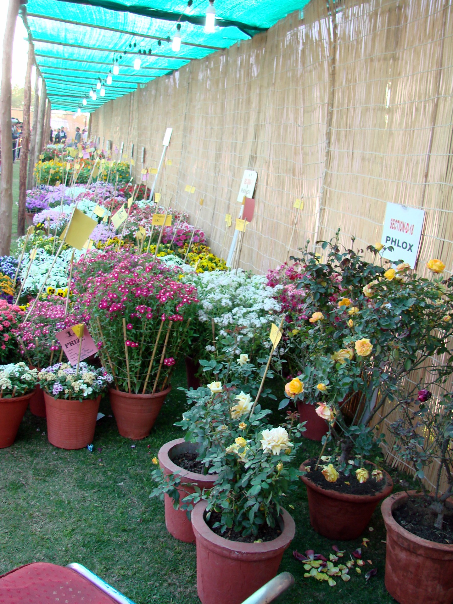 Rose Festival 2011 cover